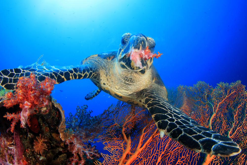 Hawksbill Turtle