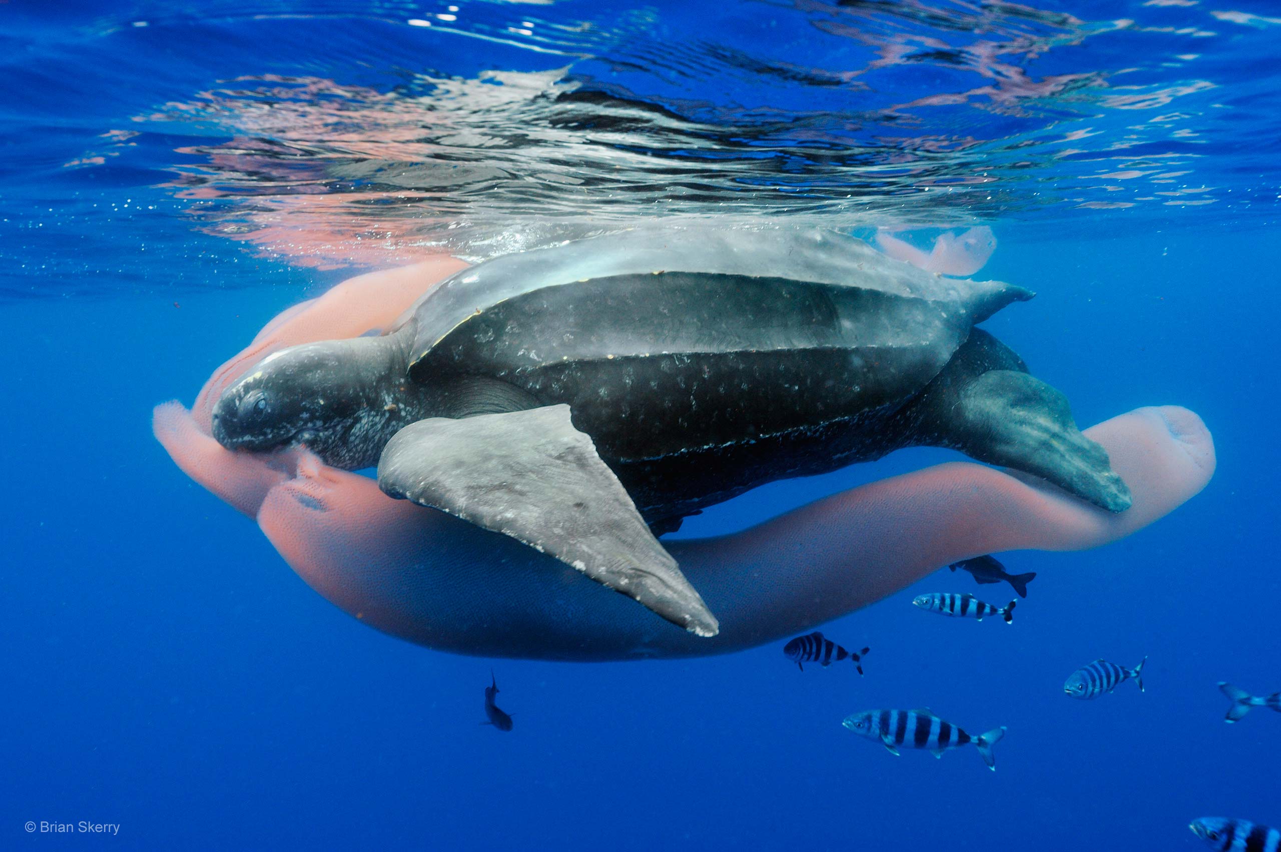 Leatherback Sea Turtle